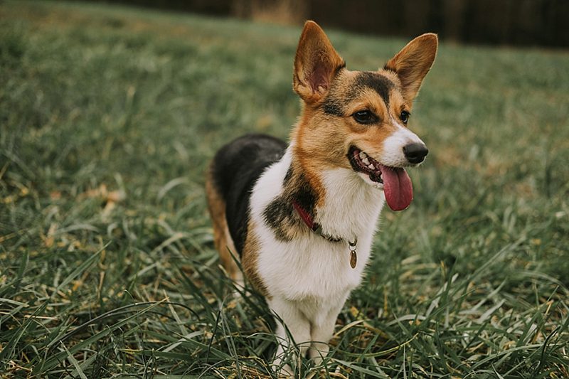 corgi engagement session corgi engagement session