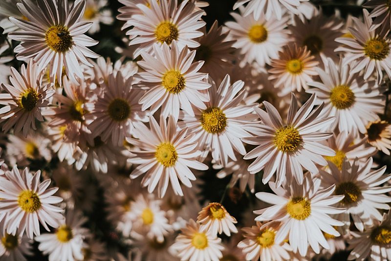 Raleigh North Carolina autumn wedding