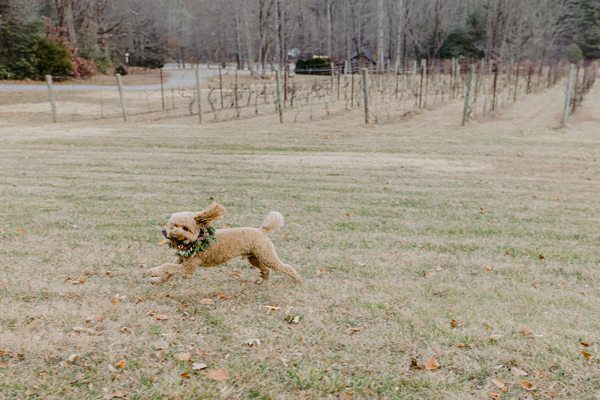 Vineyards at Bettys Creek Best Asheville Wedding Venue40