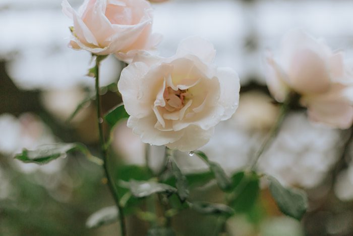Biltmore Estate Wedding Asheville NC Wedding Photographer x Biltmore Estate Wedding Asheville NC Wedding Photographer x